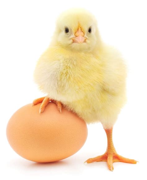 Курица или яйцо
 2024.04.20 08:56
